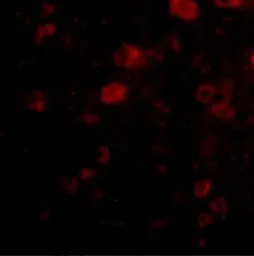 Anti-VGF antibody used in IHC (Paraffin sections) (IHC-P). GTX85398