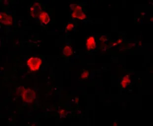 Anti-Slitrk4 antibody used in IHC (Paraffin sections) (IHC-P). GTX85410