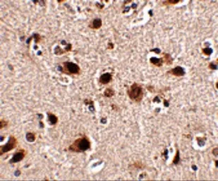 Anti-Slitrk5 antibody used in IHC (Paraffin sections) (IHC-P). GTX85414