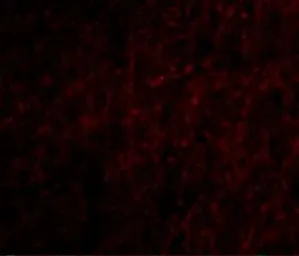 Anti-Plxdc2 antibody used in IHC (Paraffin sections) (IHC-P). GTX85420