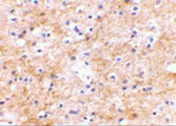 Anti-SAPAP3 antibody used in IHC (Paraffin sections) (IHC-P). GTX85421