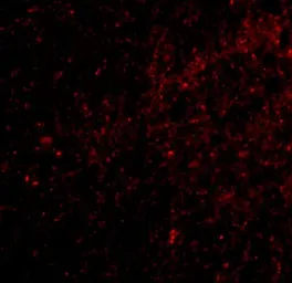 Anti-SAPAP3 antibody used in IHC (Paraffin sections) (IHC-P). GTX85421