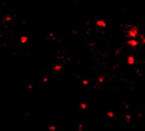 Anti-FEZ2 antibody used in IHC (Paraffin sections) (IHC-P). GTX85422