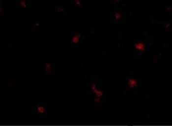 Anti-FEZ2 antibody used in IHC (Paraffin sections) (IHC-P). GTX85423
