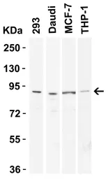 Anti-TEM1 antibody used in Western Blot (WB). GTX85429