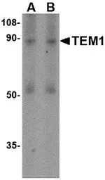 Anti-TEM1 antibody used in Western Blot (WB). GTX85429