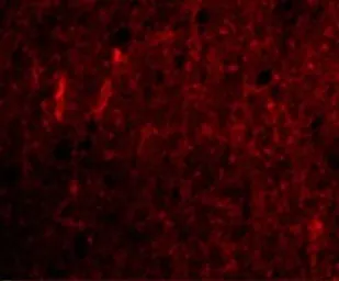 Anti-CDNF antibody used in IHC (Paraffin sections) (IHC-P). GTX85431