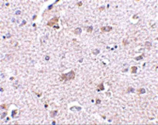 Anti-CDNF antibody used in IHC (Paraffin sections) (IHC-P). GTX85432