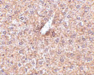 Anti-STEAP3 antibody used in IHC (Paraffin sections) (IHC-P). GTX85434
