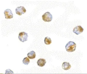 Anti-ORAI3 antibody used in Immunocytochemistry/ Immunofluorescence (ICC/IF). GTX85438