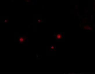Anti-STIM2 antibody used in IHC (Paraffin sections) (IHC-P). GTX85441