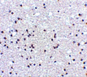 Anti-NPAS3 antibody used in IHC (Paraffin sections) (IHC-P). GTX85445