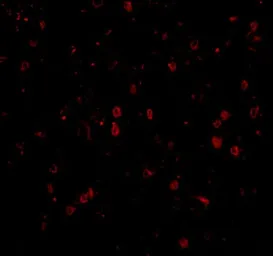Anti-NPAS3 antibody used in IHC (Paraffin sections) (IHC-P). GTX85445