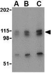 Anti-NPAS3 antibody used in Western Blot (WB). GTX85445