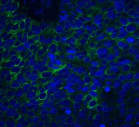 Anti-Neuritin antibody used in IHC (Paraffin sections) (IHC-P). GTX85446