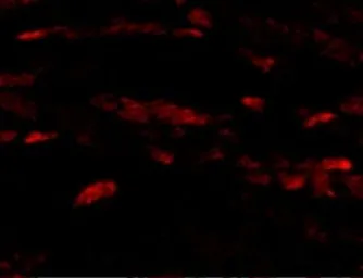 Anti-Neuritin antibody used in IHC (Paraffin sections) (IHC-P). GTX85446
