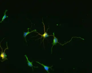 Anti-GAD67 antibody used in Immunocytochemistry/ Immunofluorescence (ICC/IF). GTX85453