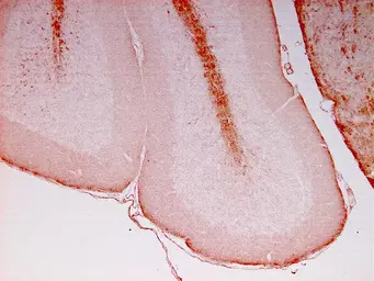 Anti-NF-L antibody used in IHC (Paraffin sections) (IHC-P). GTX85460