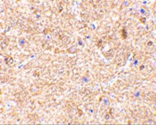 Anti-VISA antibody used in IHC (Paraffin sections) (IHC-P). GTX85480
