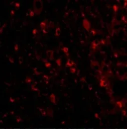 Anti-VISA antibody used in IHC (Paraffin sections) (IHC-P). GTX85480