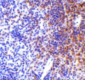 Anti-IRF7 antibody used in IHC (Paraffin sections) (IHC-P). GTX85489