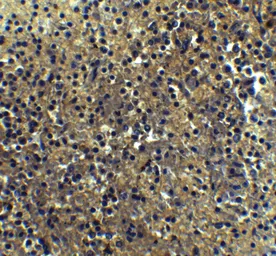 Anti-IRF7 antibody used in IHC (Paraffin sections) (IHC-P). GTX85490
