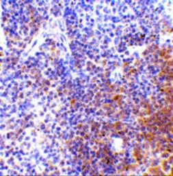 Anti-IRF7 antibody used in IHC (Paraffin sections) (IHC-P). GTX85490