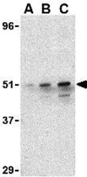 Anti-IRF7 antibody used in Western Blot (WB). GTX85490