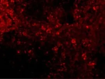 Anti-IRF7 antibody used in IHC (Paraffin sections) (IHC-P). GTX85490
