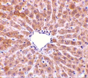 Anti-TIP47 antibody used in IHC (Paraffin sections) (IHC-P). GTX85492
