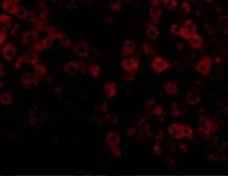 Anti-TIP47 antibody used in IHC (Paraffin sections) (IHC-P). GTX85492
