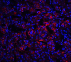 Anti-IL23 antibody used in IHC (Paraffin sections) (IHC-P). GTX85496