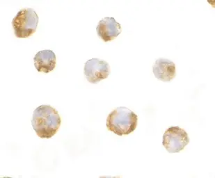 Anti-IL23 antibody used in Immunocytochemistry/ Immunofluorescence (ICC/IF). GTX85496