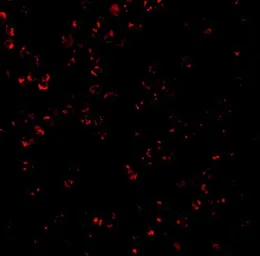 Anti-CTRP7 antibody used in Immunocytochemistry/ Immunofluorescence (ICC/IF). GTX85502