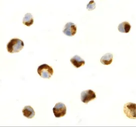 Anti-CTRP7 antibody used in Immunocytochemistry/ Immunofluorescence (ICC/IF). GTX85502