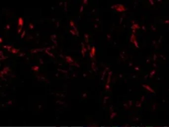 Anti-TTC5 antibody used in IHC (Paraffin sections) (IHC-P). GTX85519
