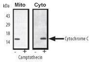 Cytochrome c Release Assay Kit. GTX85531