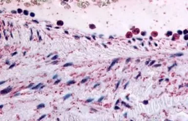 Anti-PTPMT1 antibody used in IHC (Paraffin sections) (IHC-P). GTX85666