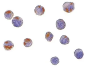 Anti-CTRP6 antibody used in Immunocytochemistry/ Immunofluorescence (ICC/IF). GTX85669