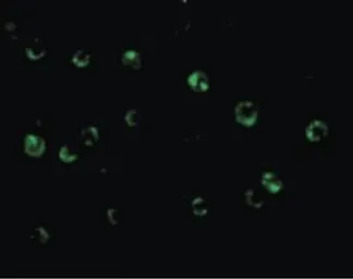 Anti-CTRP6 antibody used in Immunocytochemistry/ Immunofluorescence (ICC/IF). GTX85669