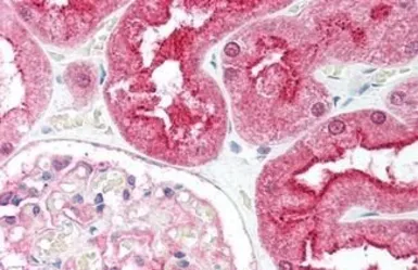 Anti-CTRP6 antibody used in IHC (Paraffin sections) (IHC-P). GTX85669