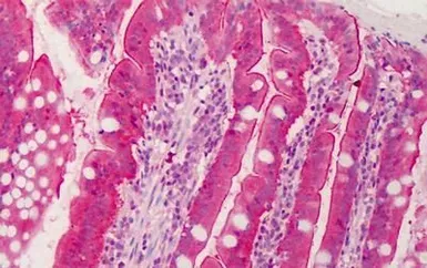 Anti-CTRP6 antibody used in IHC (Paraffin sections) (IHC-P). GTX85669
