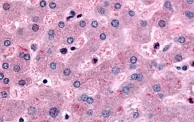 Anti-DPP9 antibody used in IHC (Paraffin sections) (IHC-P). GTX85678