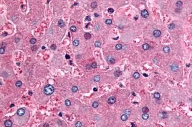 Anti-DPP9 antibody used in IHC (Paraffin sections) (IHC-P). GTX85679