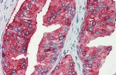 Anti-MUC13 antibody used in IHC (Paraffin sections) (IHC-P). GTX85717
