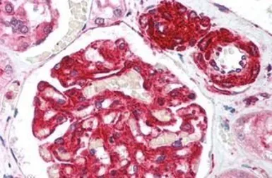 Anti-RIF1 antibody used in IHC (Paraffin sections) (IHC-P). GTX85728