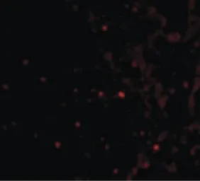 Anti-RAP80 antibody used in IHC (Paraffin sections) (IHC-P). GTX85735