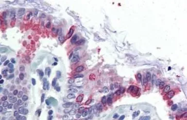Anti-GCNT3 antibody used in IHC (Paraffin sections) (IHC-P). GTX85797