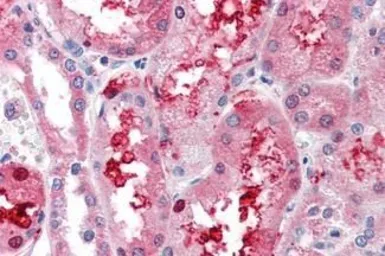 Anti-GCNT3 antibody used in IHC (Paraffin sections) (IHC-P). GTX85797