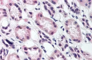 Anti-RREB1 antibody used in IHC (Paraffin sections) (IHC-P). GTX85830